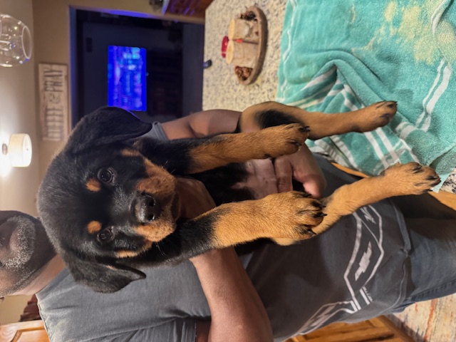 Kai and Kobe Female Puppy 2