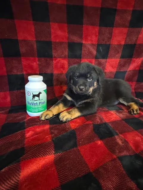 Kane — Available Female Rottweiler Puppy