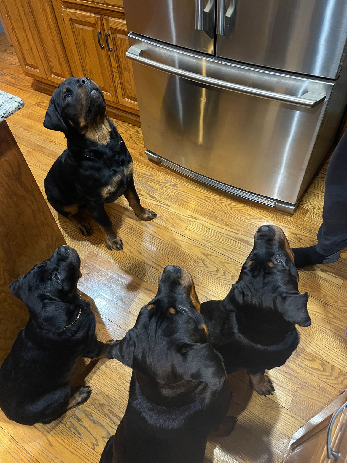 Page Haus Rottweilers group