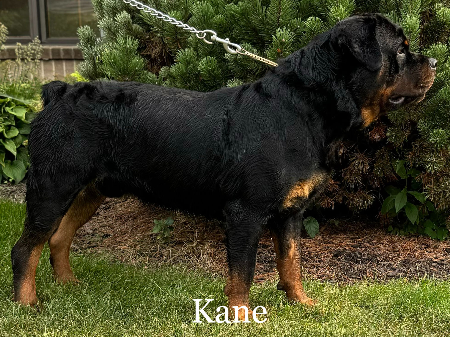 Kane (M) Rottweiler standing