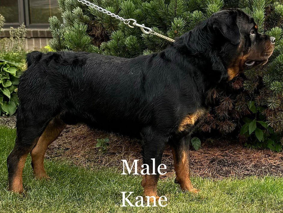Kane (M) quality-bred Rottweiler